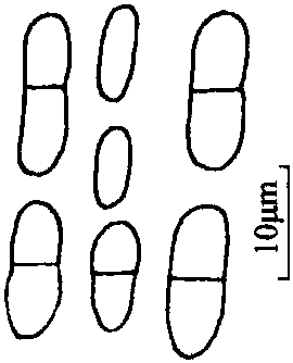 甘草轮纹病